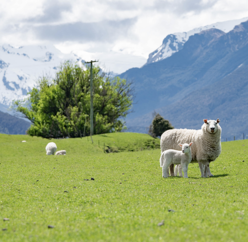 BOTO ������� � ����������� �� ������� ������ ��� ��������� ������ ���, Goats Milk Colostrum Protein Powder ���� 4