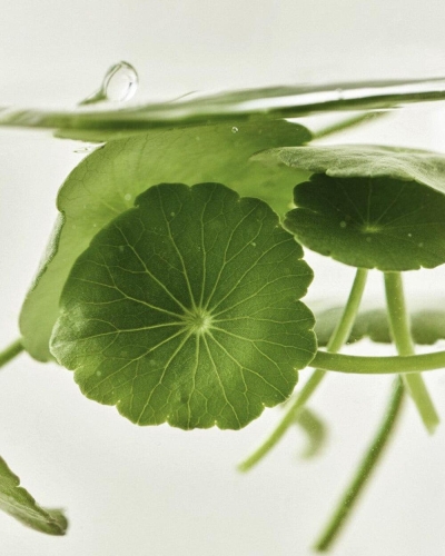 Beauty of Joseon       , Light Serum Centella +Vita C  5